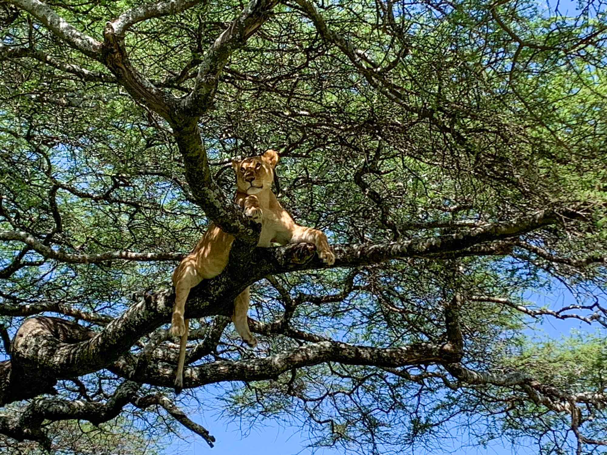 Foresight Ecolodge & Safari – Lion on tree