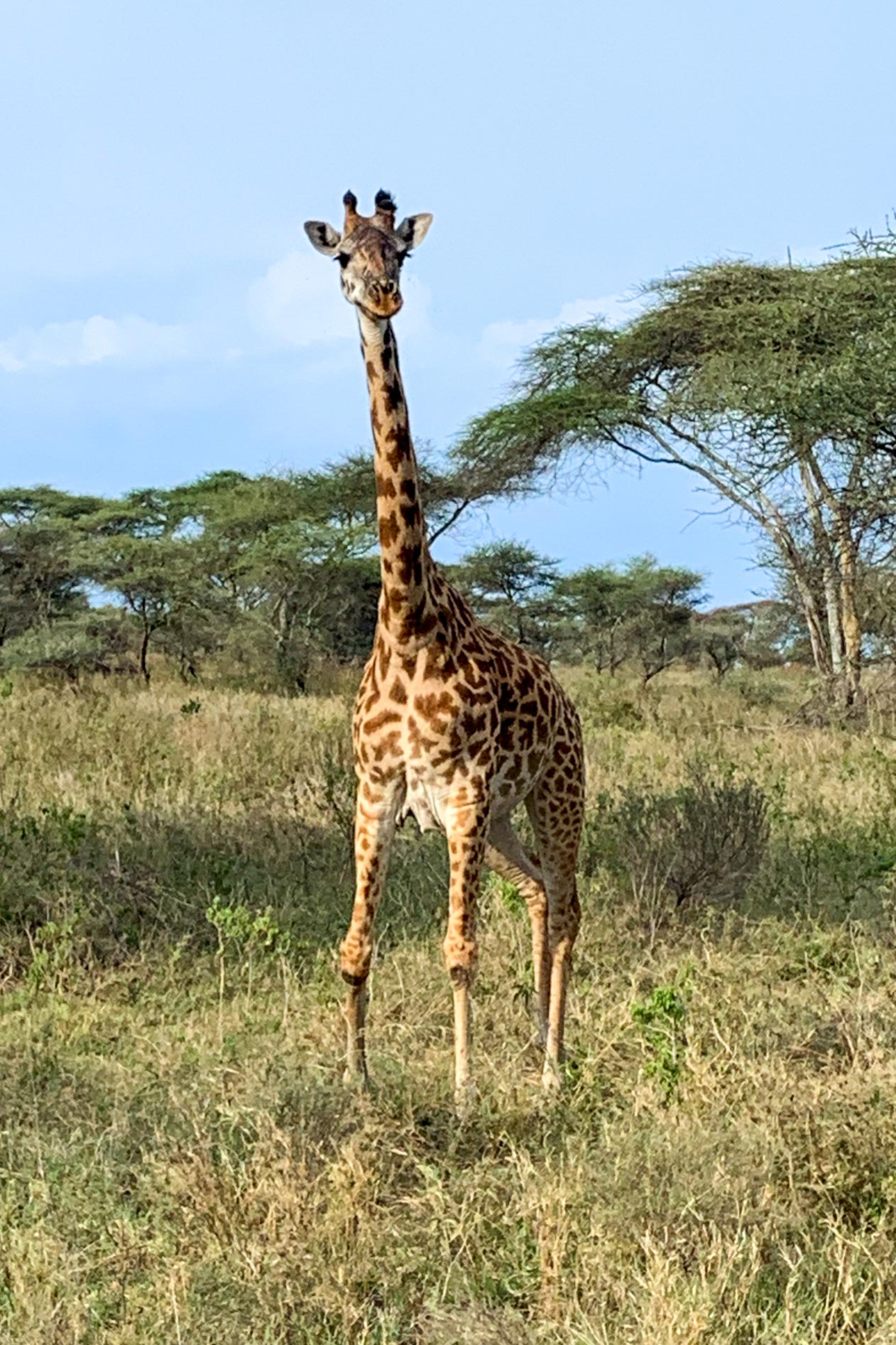 Foresight Ecolodge & Safari – Giraffe in Serengeti