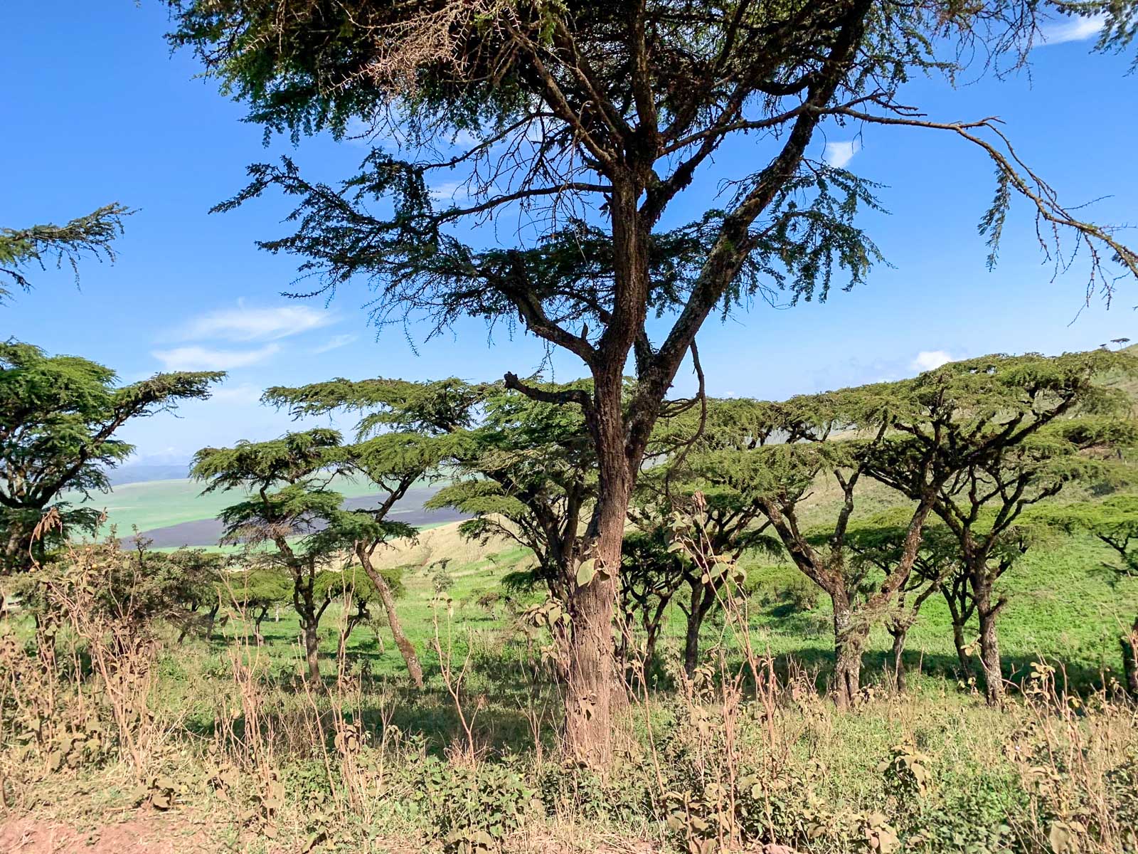 Foresight Ecolodge & Safari – Ngorongoro