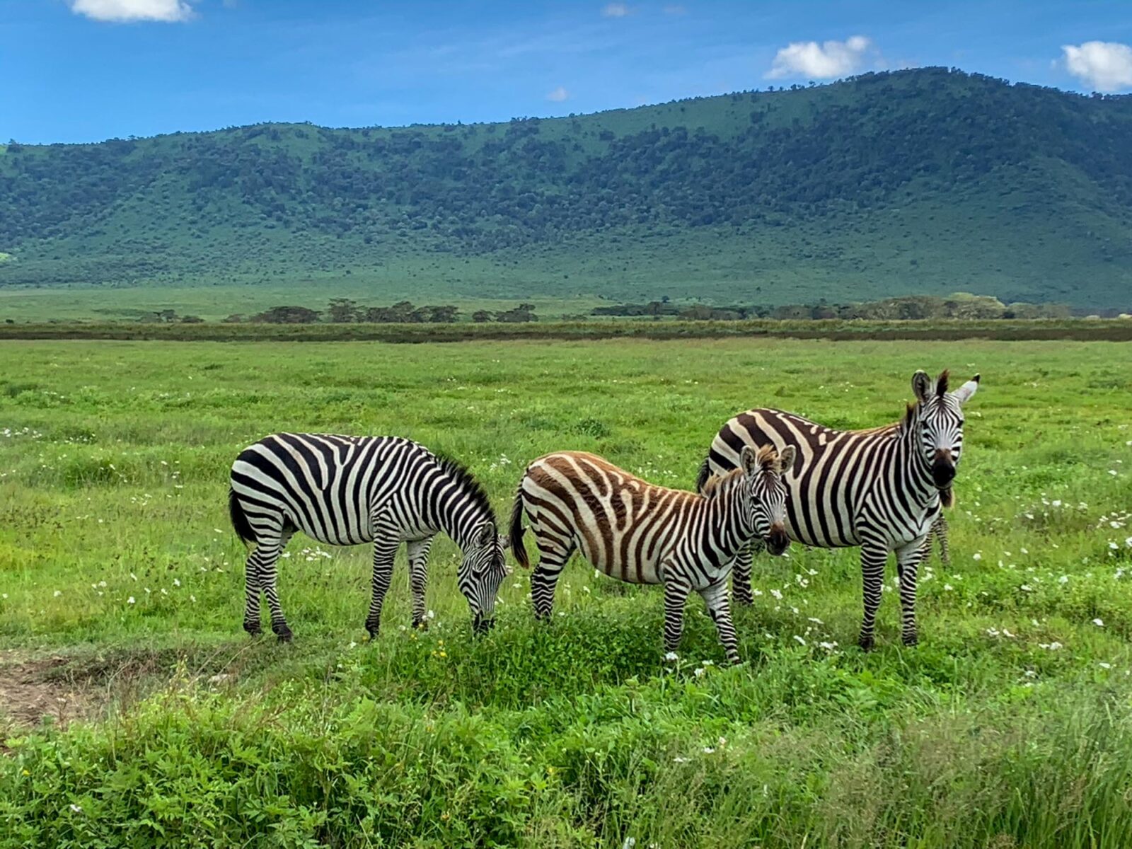Foresight Ecolodge & Safari – Zebras